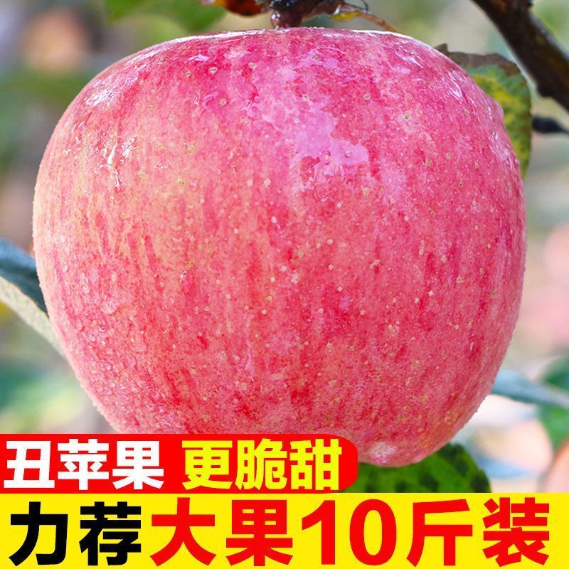 陕西红富士丑苹果5/10斤冰糖心新鲜现摘