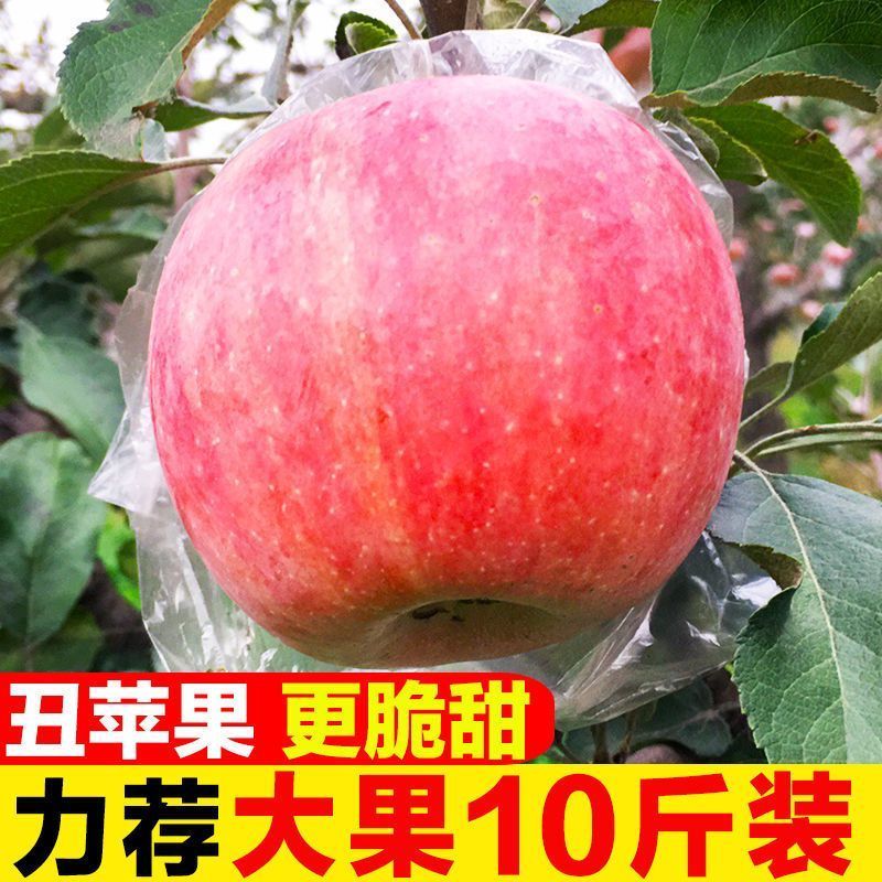陕西红富士丑苹果5/10斤冰糖心新鲜现摘