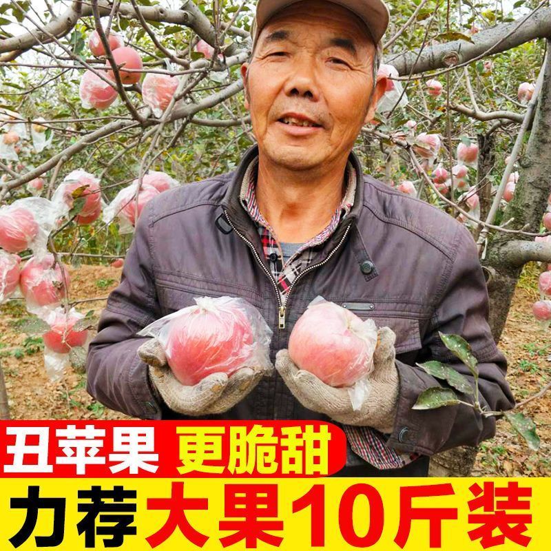 陕西红富士丑苹果5/10斤冰糖心新鲜现摘