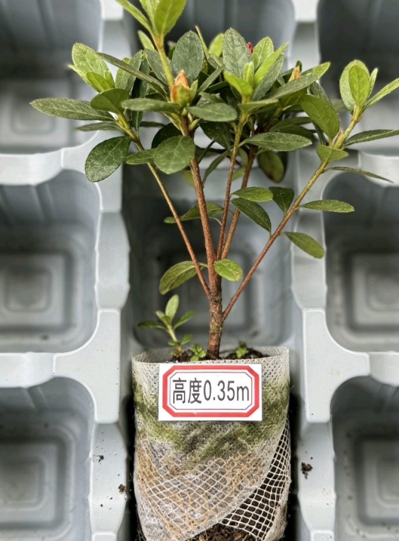 春鹃苗产地直发春鹃苗四季常青庭院绿植