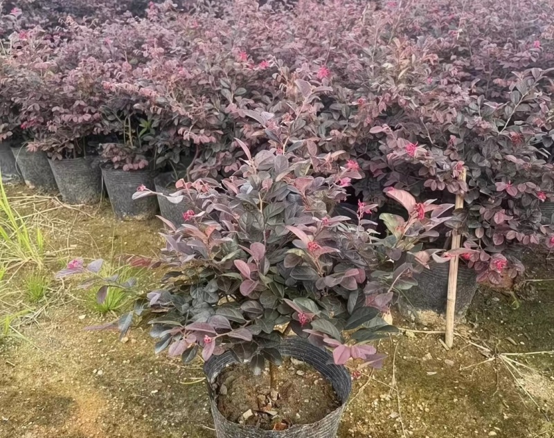 红继木苗30-50cm红叶灌木工程绿化苗可视频看货