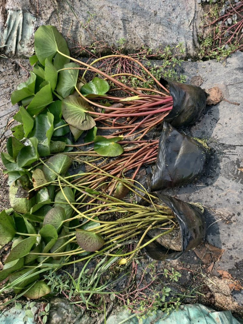 盆栽睡莲苗