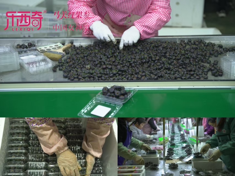 云南省文山市马关县红果参12月正式上市，欢迎采购。