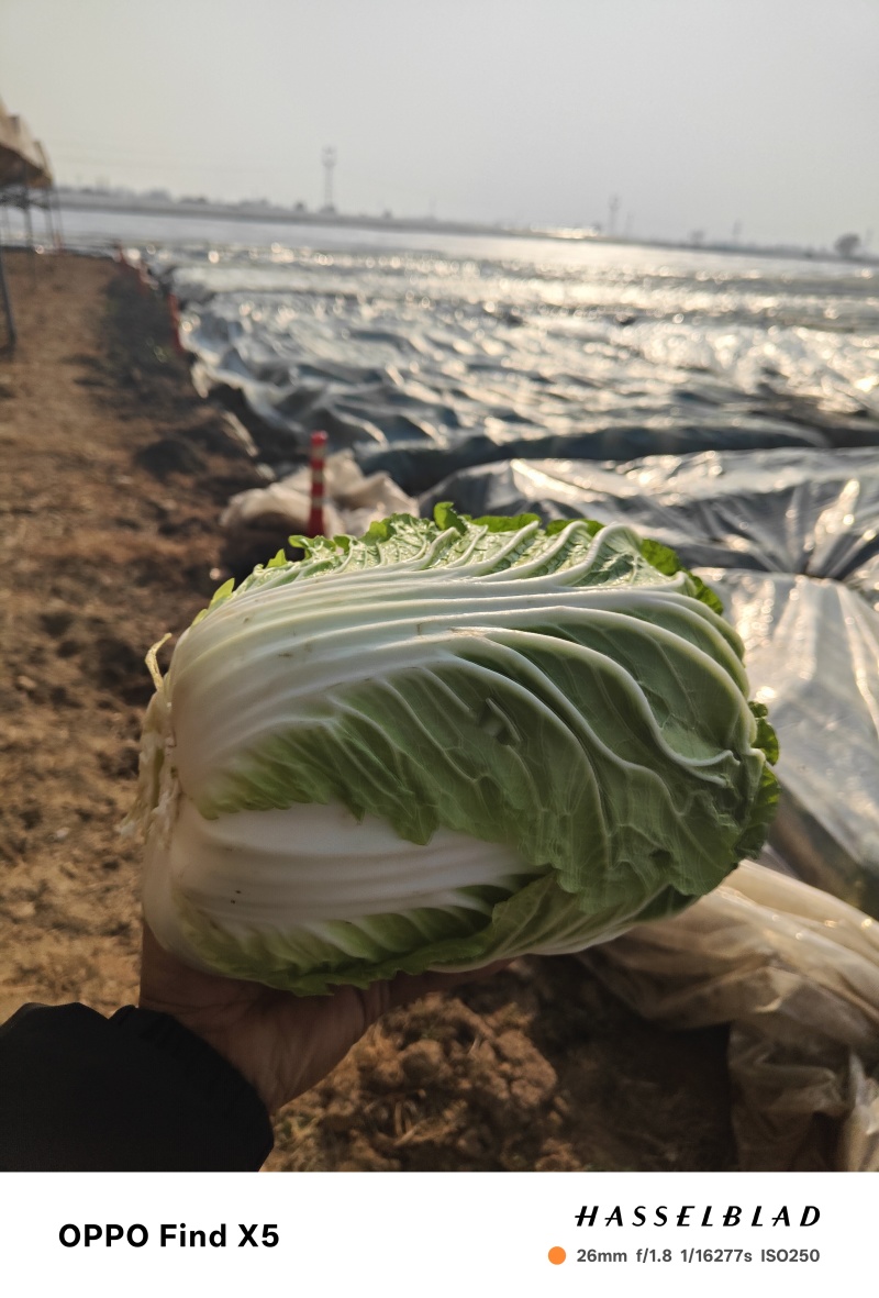 黄心大白菜