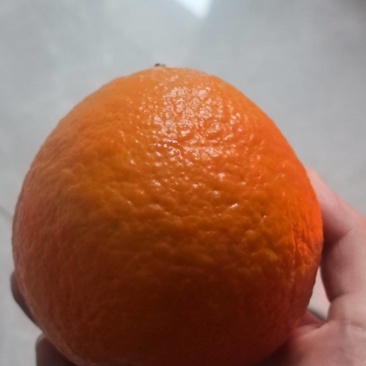 爱媛果冻橙