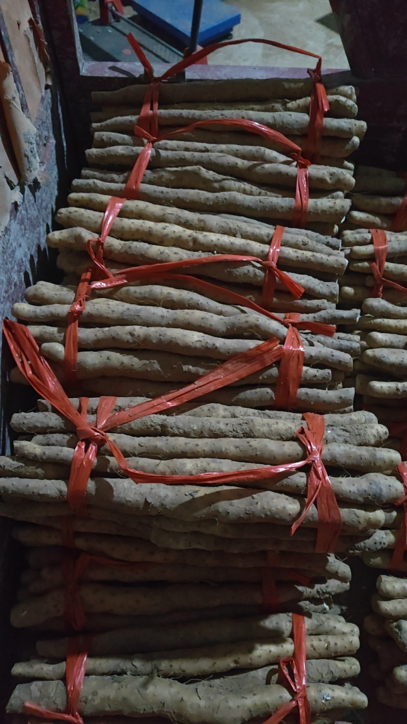 温县垆土地铁棍山药