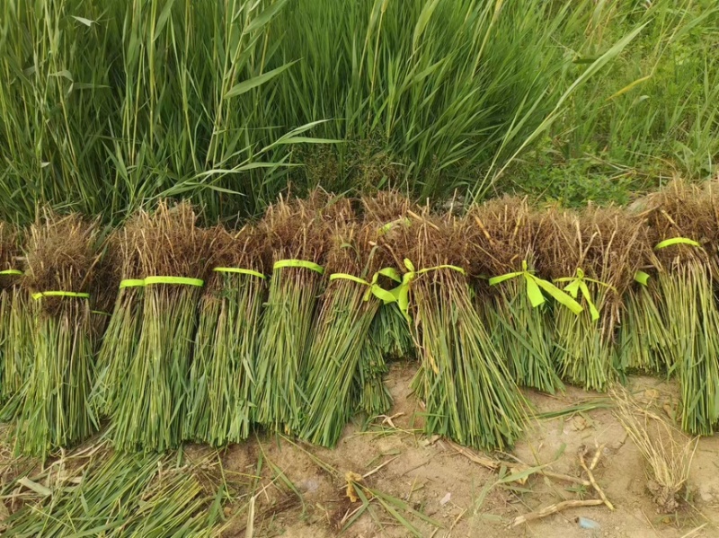 芦苇芦苇苗绿化植物批发基地