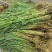 芦苇芦苇苗绿化植物批发基地