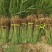 芦苇芦苇苗绿化植物批发基地