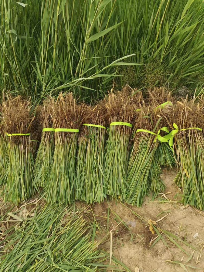 芦苇芦苇苗绿化植物批发基地