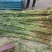 芦苇芦苇苗绿化植物批发基地