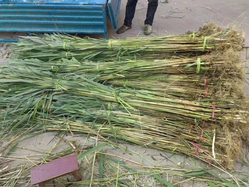芦苇芦苇苗绿化植物批发基地