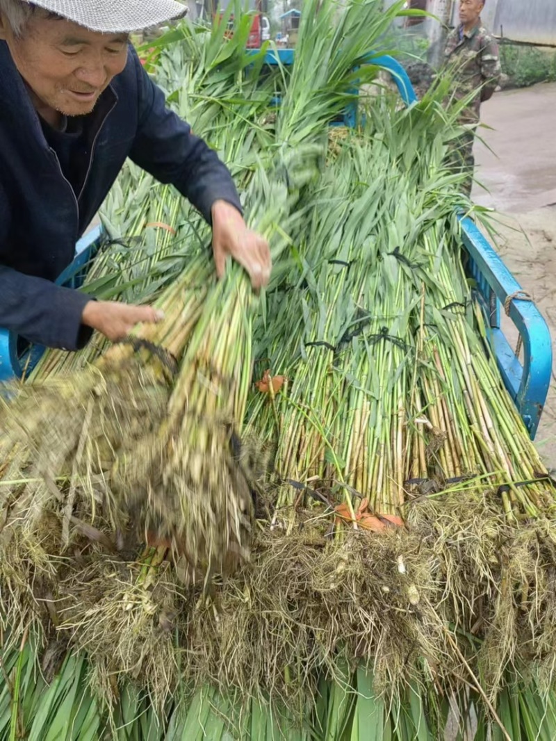 芦苇芦苇苗绿化植物批发基地
