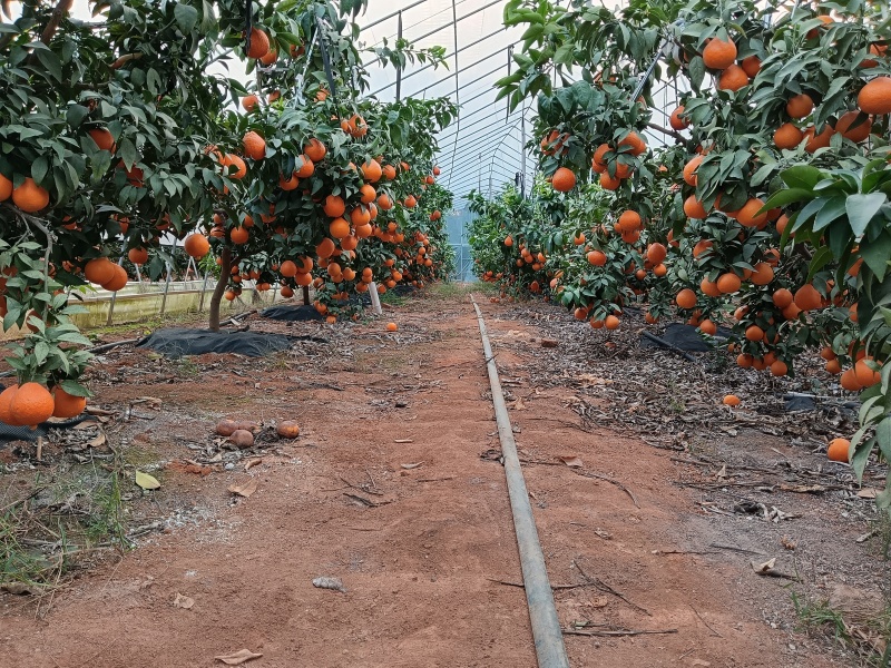 红美人