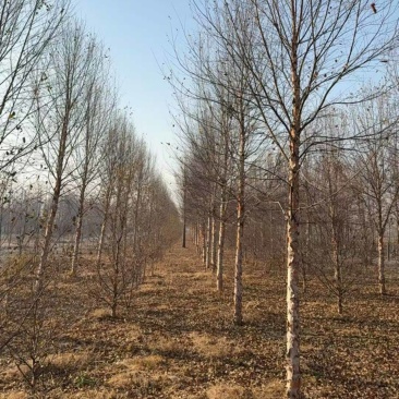 白桦，河桦，欧洲白桦，各种规格齐全