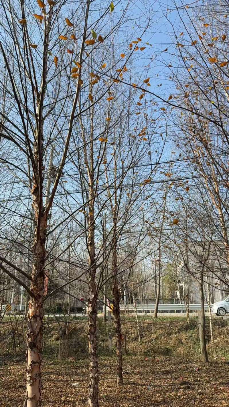 白桦，河桦，欧洲白桦，各种规格齐全