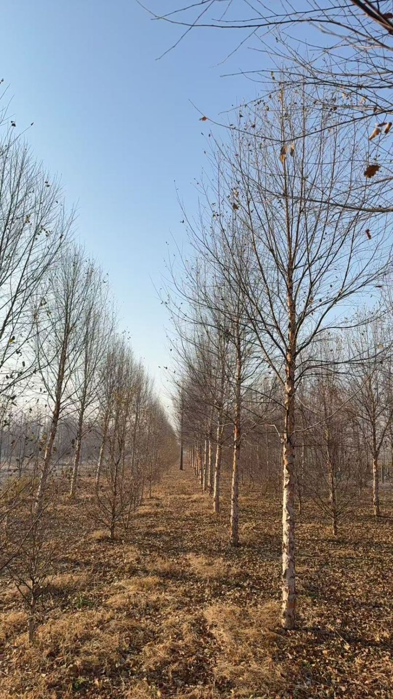 白桦，河桦，欧洲白桦，各种规格齐全