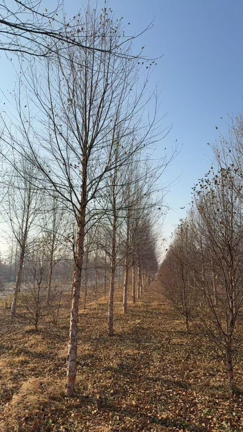 白桦，河桦，欧洲白桦，各种规格齐全