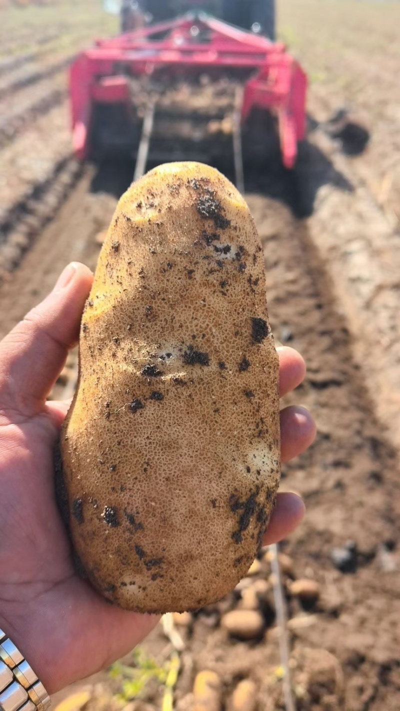 麦肯土豆薯条土豆饼