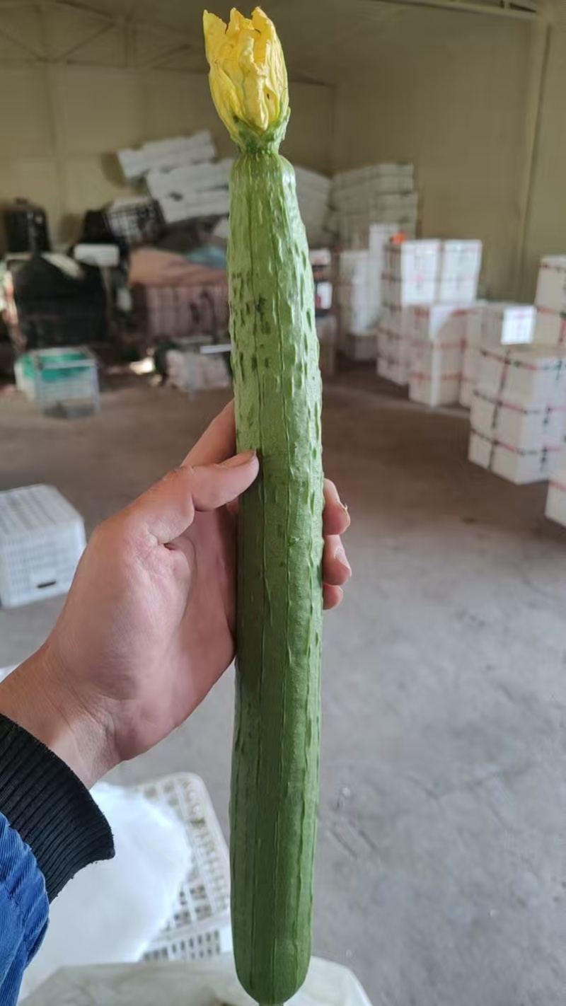 山东寿光鲜花丝瓜大量供应对接全国批发市场超市电商平台
