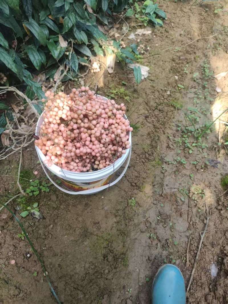 金果榄种子