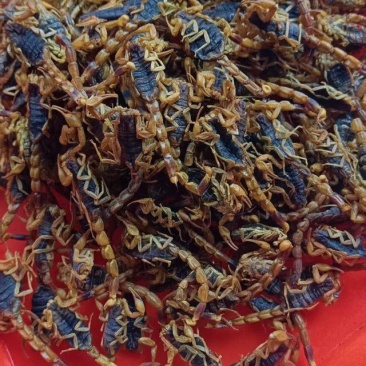 蝎子，产地货源，保质保量批发各种中药材欢迎订购