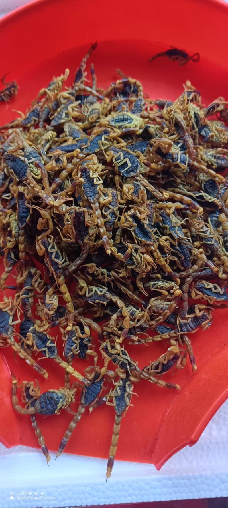 蝎子，产地货源，保质保量批发各种中药材欢迎订购