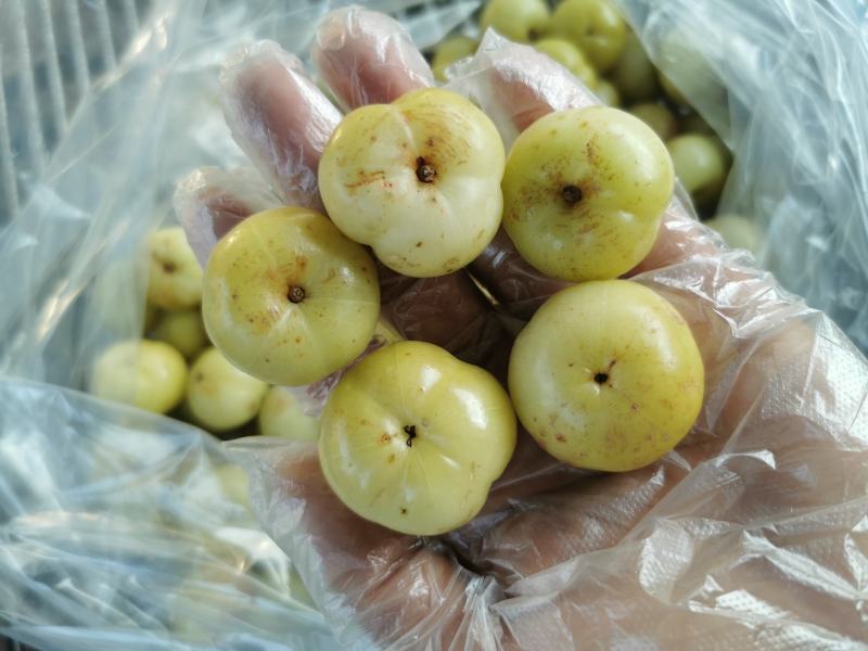 潮汕甜油甘，丙甜，大果，精品果，自有果园