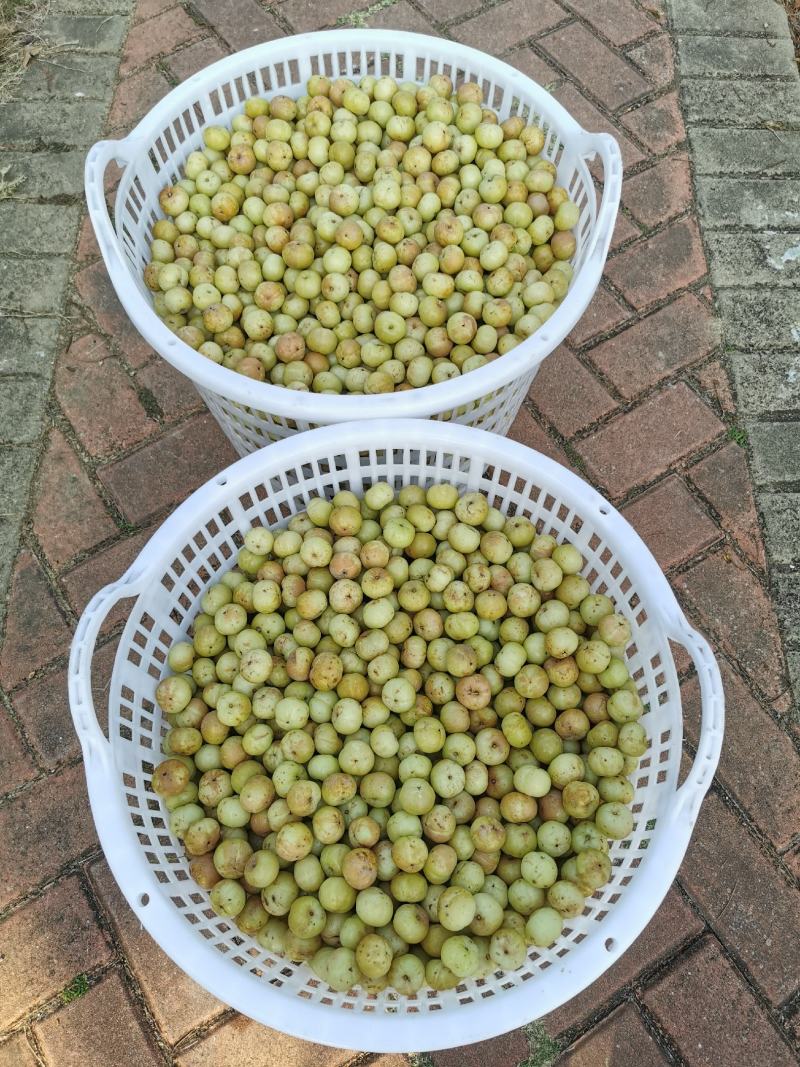 潮汕甜油甘，丙甜，大果，精品果，自有果园