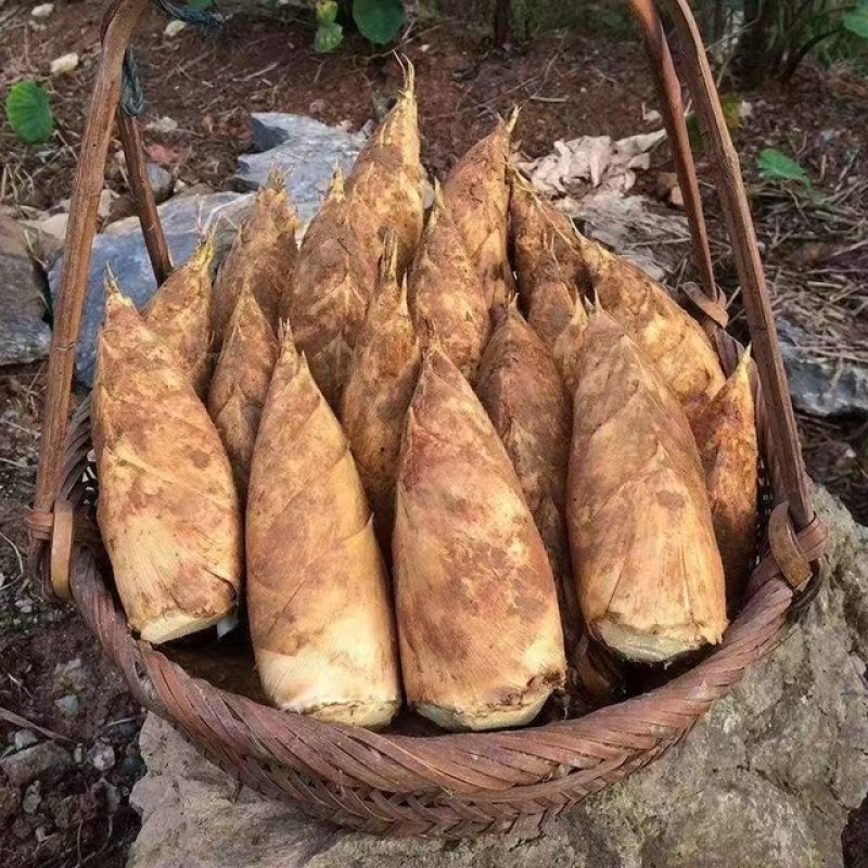 福建黄泥冬笋种植基地直供鲜笋批发整车当天发货保证品质