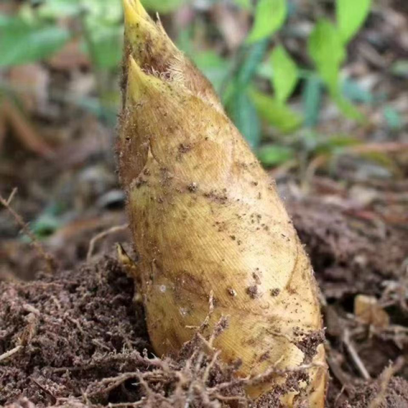 福建黄泥冬笋种植基地直供鲜笋批发整车当天发货保证品质