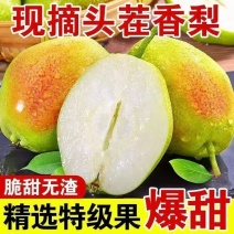 红香酥梨现摘发货头茬酥梨整箱批发源自库尔勒香梨