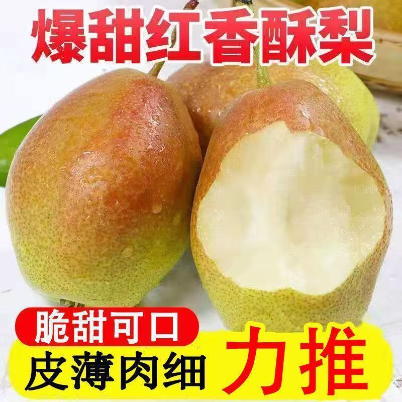 红香酥梨现摘发货头茬酥梨整箱批发源自砀山梨都香梨