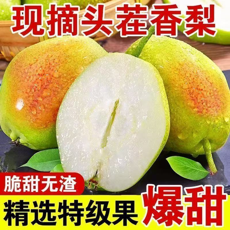 红香酥梨现摘发货头茬酥梨整箱批发源自砀山梨都香梨