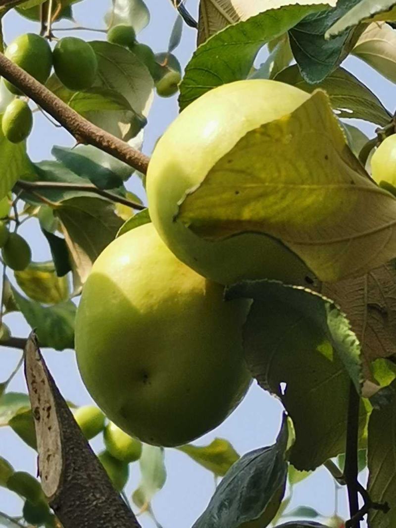 大青枣牛奶枣苗！！！！！！！！！！