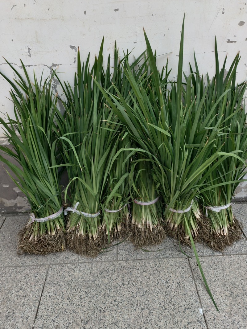黄菖蒲黄花鸢尾