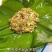 5斤新鲜整颗大海带包饭盐渍火锅凉拌菜批发