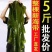 5斤新鲜整颗大海带包饭盐渍火锅凉拌菜批发