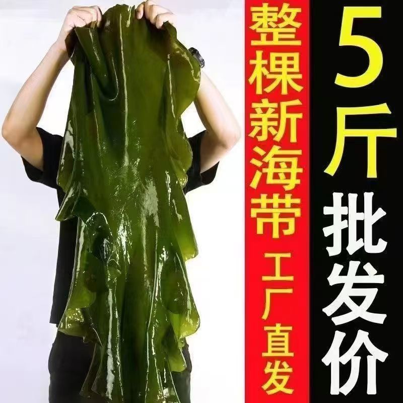 5斤新鲜整颗大海带包饭盐渍火锅凉拌菜批发