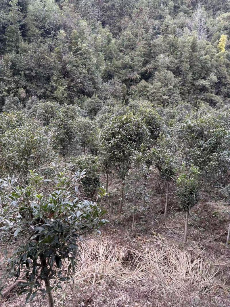地径8公分桂花树