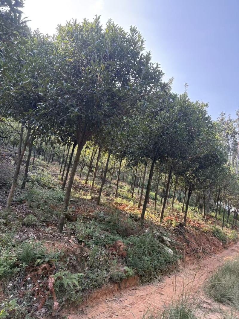 地径8公分桂花树