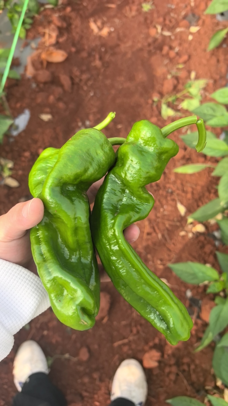 薄皮辣椒陇椒芜湖椒基地现摘现发大量上市