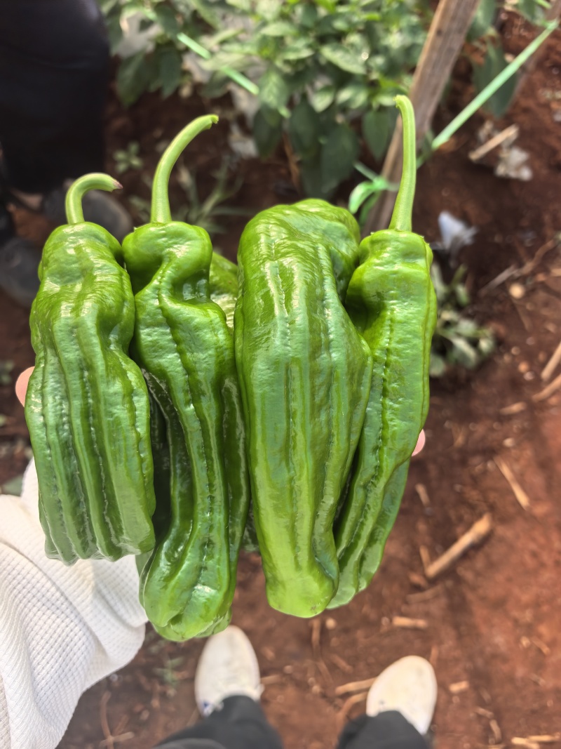 薄皮辣椒陇椒芜湖椒基地现摘现发大量上市