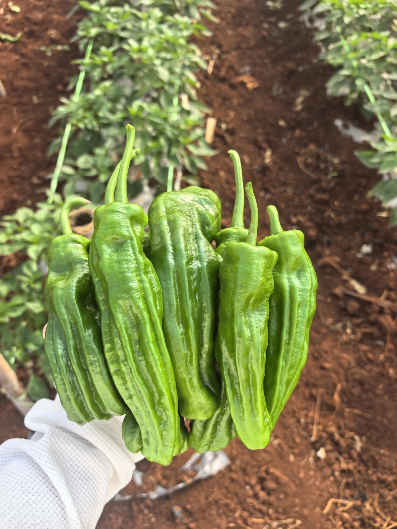 薄皮辣椒陇椒芜湖椒基地现摘现发大量上市