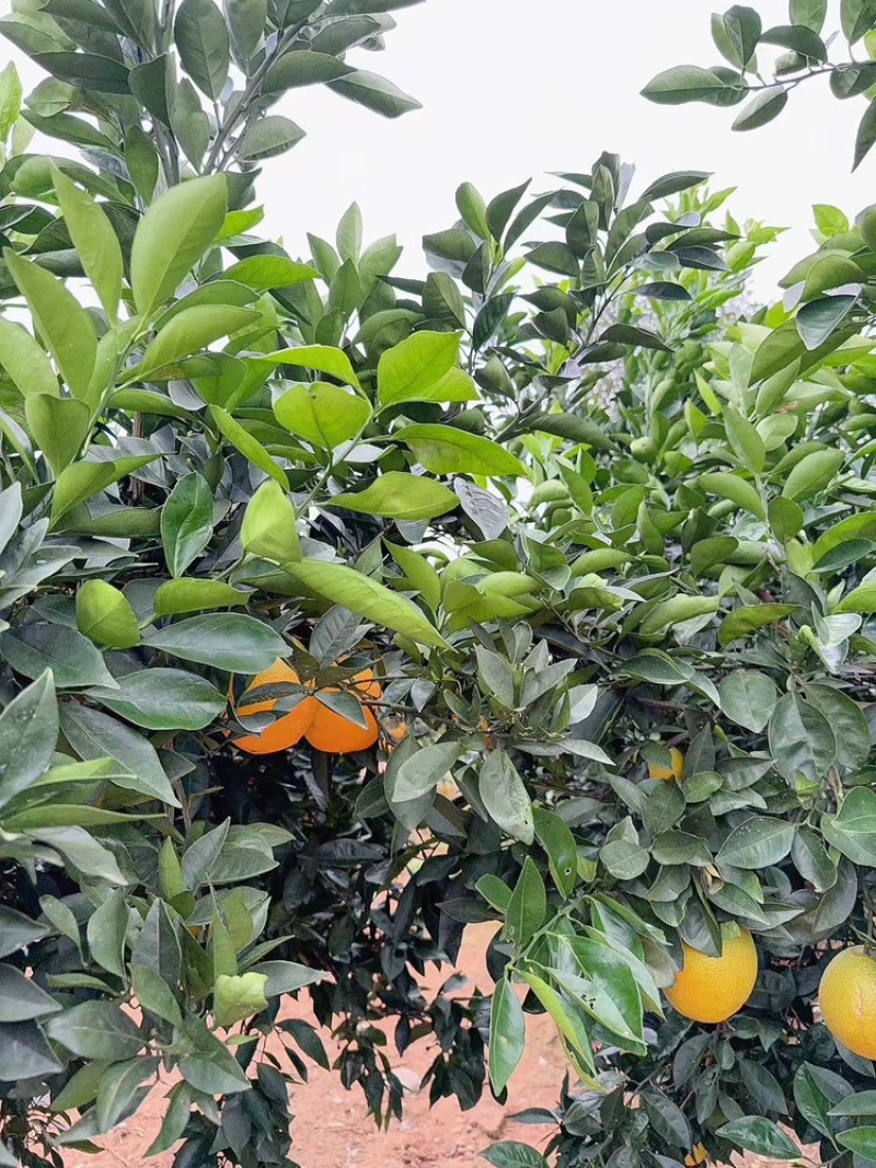 橙子纽荷尔