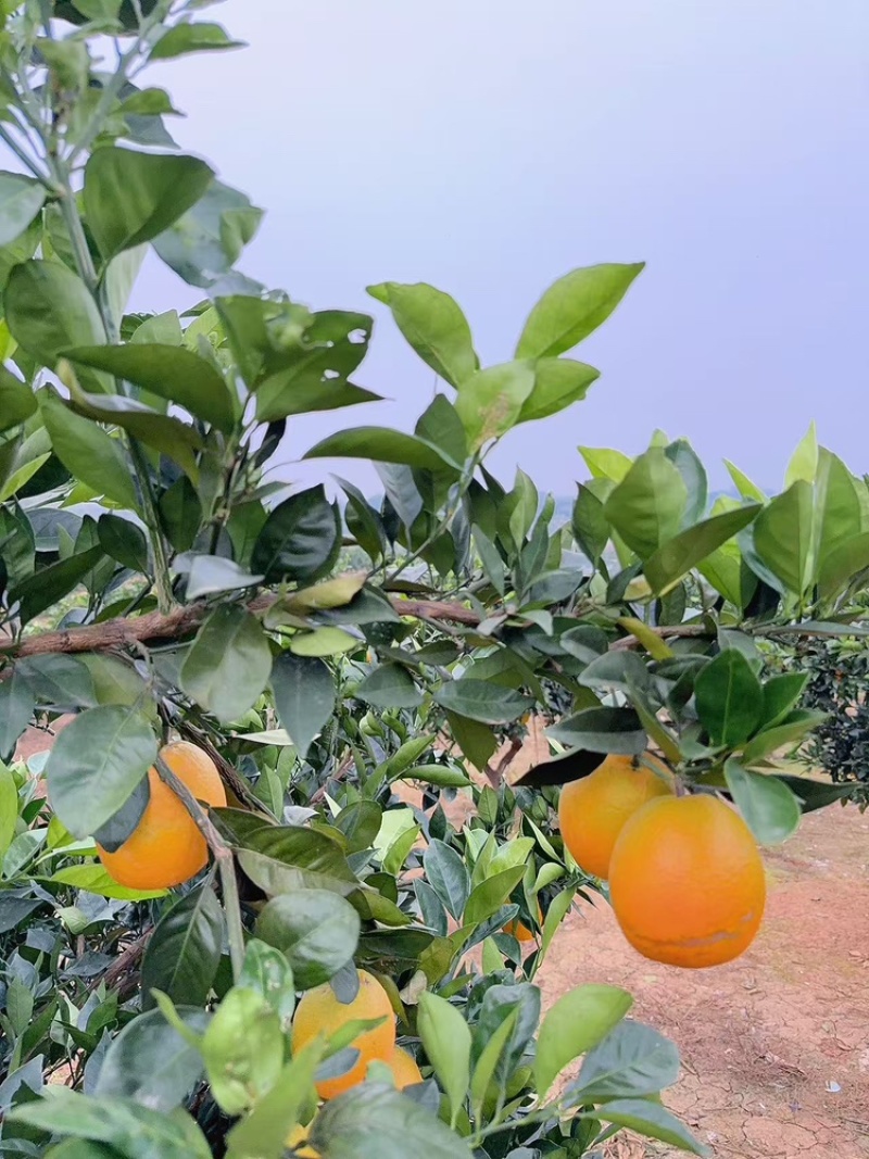 橙子纽荷尔