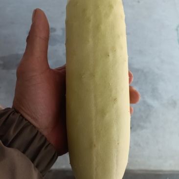 白吊瓜