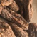 《肉苁蓉》大芸个大芸肉苁蓉新疆沙漠肉苁蓉选个