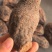 《肉苁蓉》大芸个大芸肉苁蓉新疆沙漠肉苁蓉选个