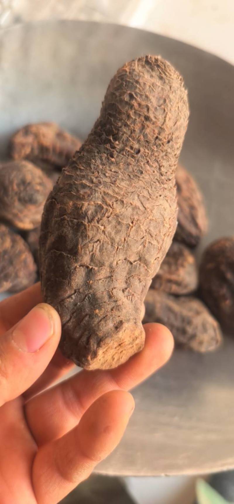 《肉苁蓉》大芸个大芸肉苁蓉新疆沙漠肉苁蓉选个